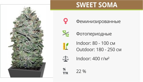 Sweet Soma от 00 Seeds