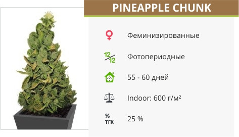 Pineapple Chunk от Barney’s Farm