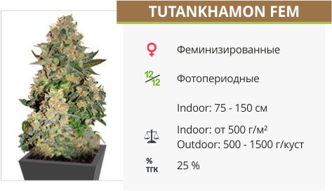 Tutankhamon от Pyramid Seeds