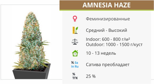 Amnesia Haze от Victory Seeds